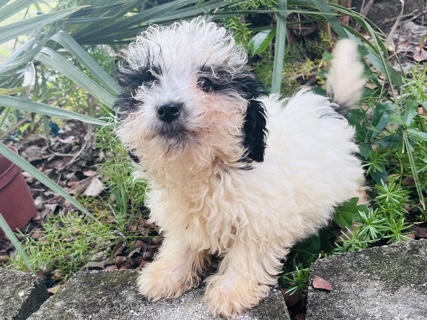Maltipoo – Adorable Maltipoo Puppy – Friendly Indoor Pet – Orlando