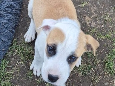 Boxer – Boxer Mix – Stralsund