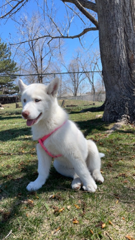 Siberian Husky – Siberian Husky (isabela)