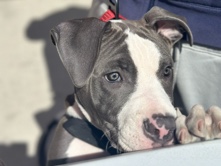 Canaan Dog – pitbull bluenose