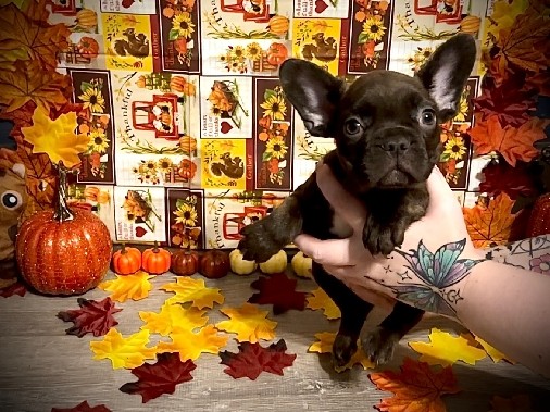 French Bulldog – Riddle – Anna