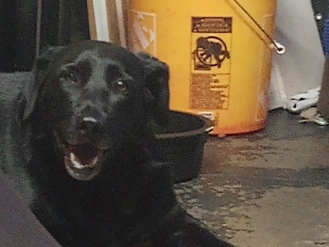 Labrador Retriever – Rehoming needed: asap – Forest Park