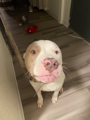 American Pit Bull Terrier – Pitbull/ Fawn