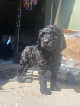 Standard Poodle puppies