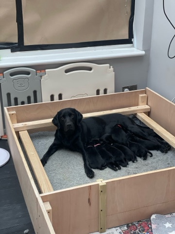 Labrador Retriever – Exceptional Pedigree Labrador Retriever Litter
