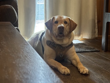 Labrador Retriever – Labrador Needs Rehome – Baldwin Park