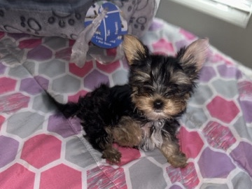 Yorkshire Terrier – mini Yorkshire – Atlanta