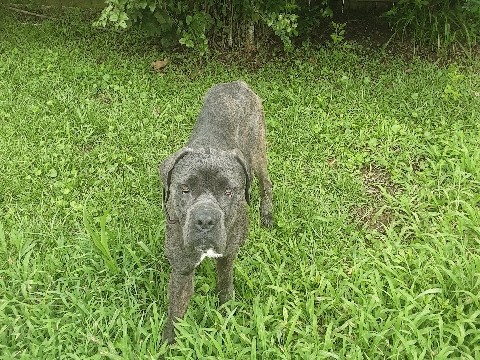 Cane Corso – Male Cane Corso – Baton Rouge