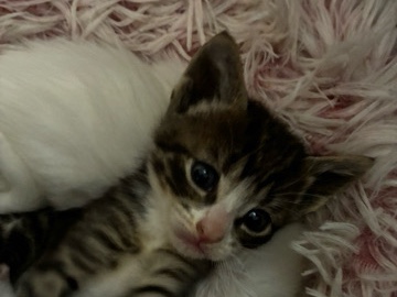 American Shorthair – Tabby cat + all essentials for sale – Surrey