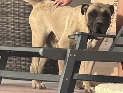 Boerboel – Loyal 4-Year-Old Boerboel Available in Queen Creek – Queen Creek