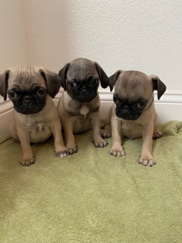 Pug – pug puppy’s