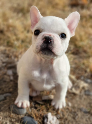 French Bulldog – frenchies available