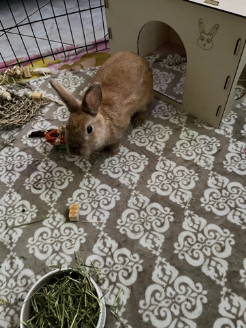 Cinnamon – 8 Month Old Rabbit