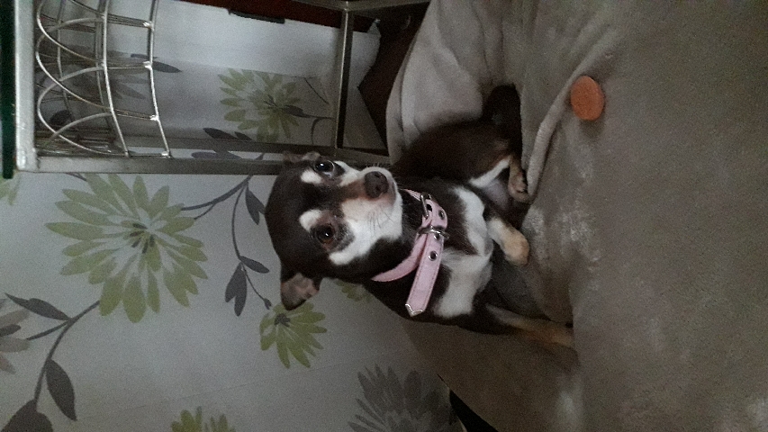 Chihuahua – chihuahua
