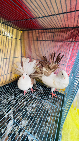 Dove – Indian fantail pigeon