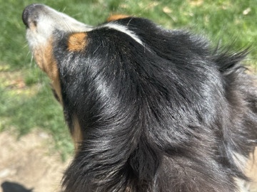 Australian Shepherd – Australian Shepherd – Fresno