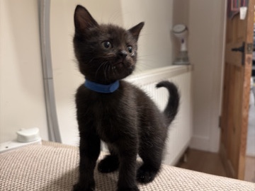 Beautiful Black Kitten – London