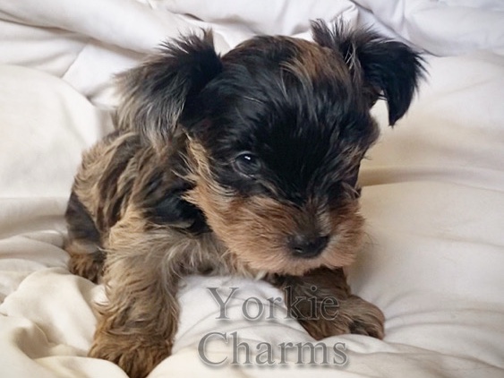 Yorkshire Terrier – Finn - tweed Merle male Yorkshire terrier – Brainerd