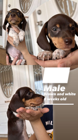 Dachshund – dachshunds pups