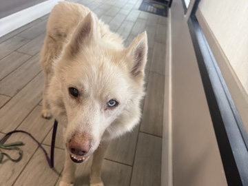 Siberian Husky – needs a good home with love and proper care – Lake Worth