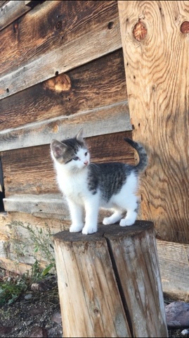 adorable kitten