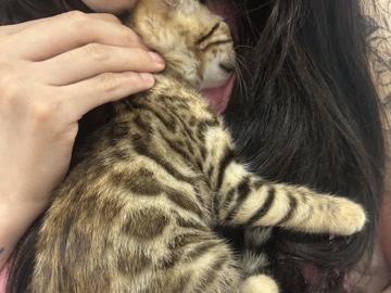 Bengal – Stunning Bengal Kitten PUREBREED 10 weeks – North Epping