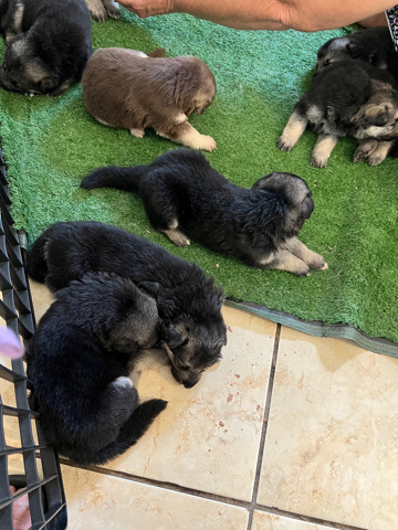 German Shepherd – puppies need loving homes