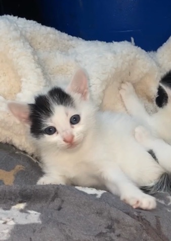 British Shorthair – 3 Beautiful kittens for sale