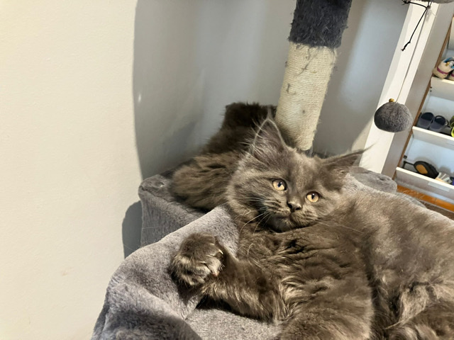 Persian (Modern) – Kittens for Sale
