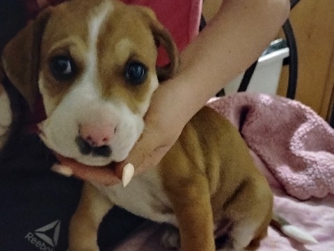 Beagle – beagle mixed puppy ready to hunt – New Tazewell