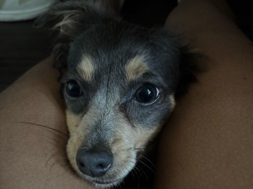 Yorkie Poo – Needs home – Long Beach