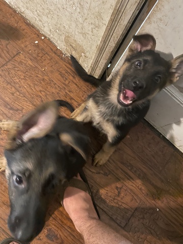 German Shepherd – German Shepherd Puppies