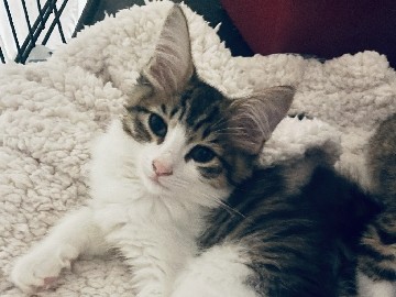 Maine Coon – Mia – Bronx County
