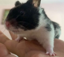 selling my hamster!!