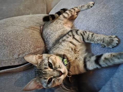 American Shorthair – Female Tabby Cat – Thornton