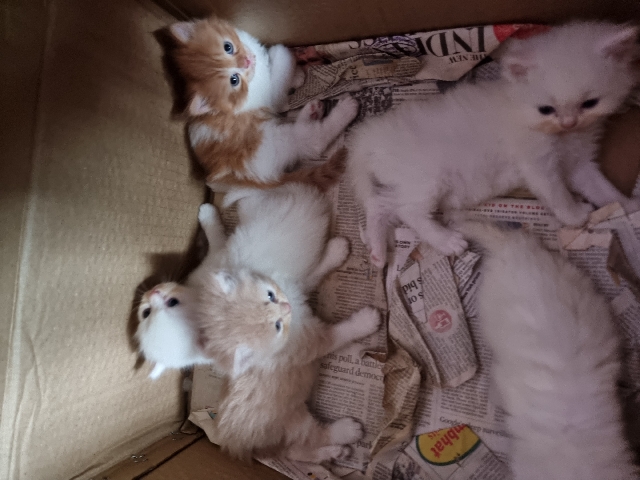Persian (Modern) – persian kitten