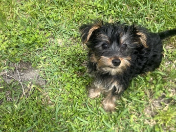 Yorkshire Terrier โ CkC teacup Yorkie โ Houston