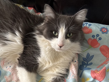 European Shorthair - rehoming available for adoption in Toronto