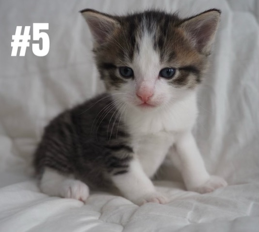 kitten for sale