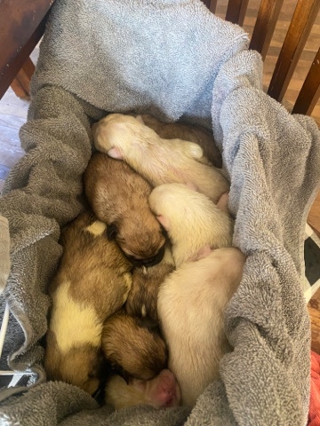 Great Pyrenees – Anatolian Shepherd and Great Pyrenees Puppies
