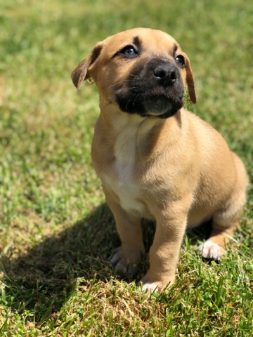pitbull puppy’s
