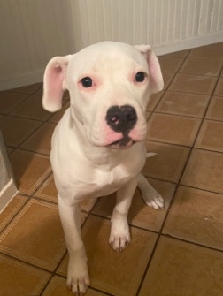 American Pit Bull Terrier – American pit bull for sell