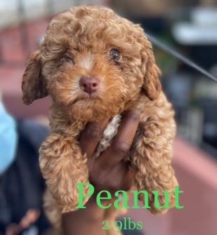 Poodle – Peanut