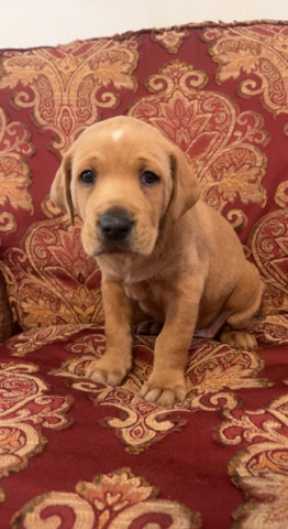 Australian Shepherd – Labrador/Australian Shepherd Mix- Butterscotch