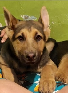 Old German Shepherd Dog – Germán Shepherd WE ONLY ACCEPT CASH ‼️‼️‼️‼️