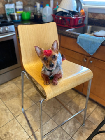 Yorkshire Terrier – Jack Philadelphia Pa
