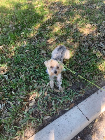 Yorkshire Terrier – Year old Yorkie