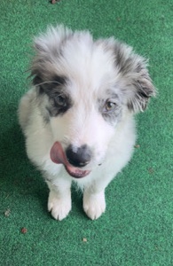 Australian Shepherd – Australian Shepard