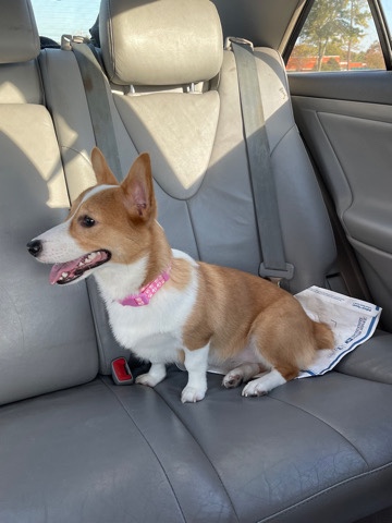 Pembroke Welsh Corgi – Rehoming Bonny Pembroke Welsh Corgi