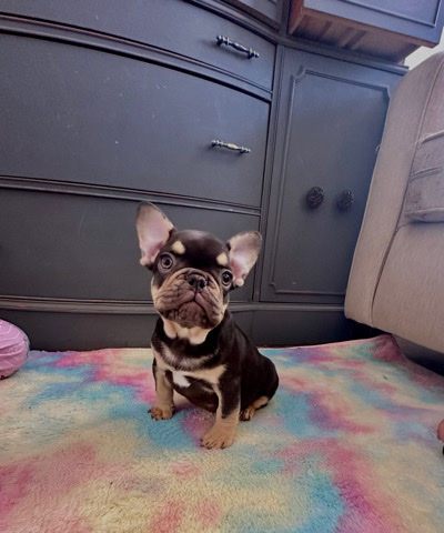 French Bulldog – chocolate and tan fluffy carrier French bulldog